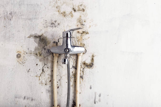 Best Black Mold Removal  in Drexel Heights, AZ