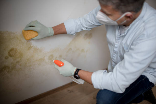 Best Mold Removal Company Near Me  in Drexel Heights, AZ