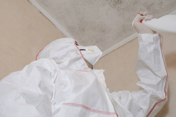 Best Attic Mold Removal  in Drexel Heights, AZ