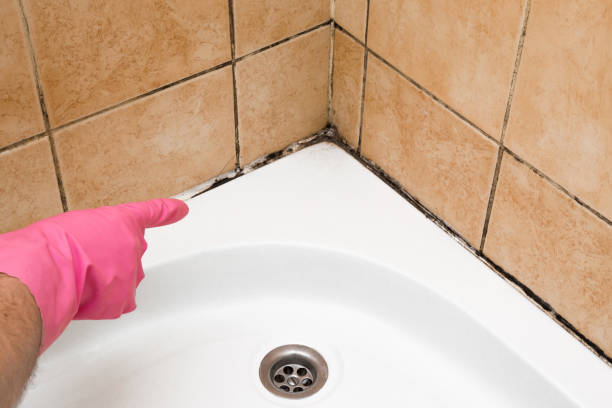 Best Commercial Mold Removal  in Drexel Heights, AZ